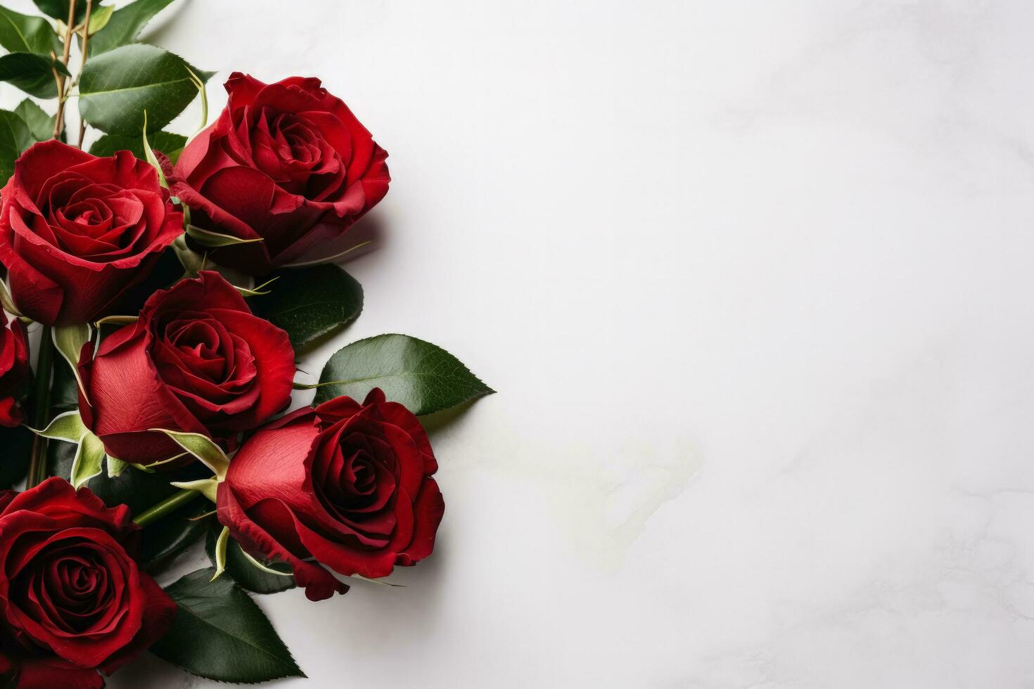 Funeral red roses on white background with copy space photo