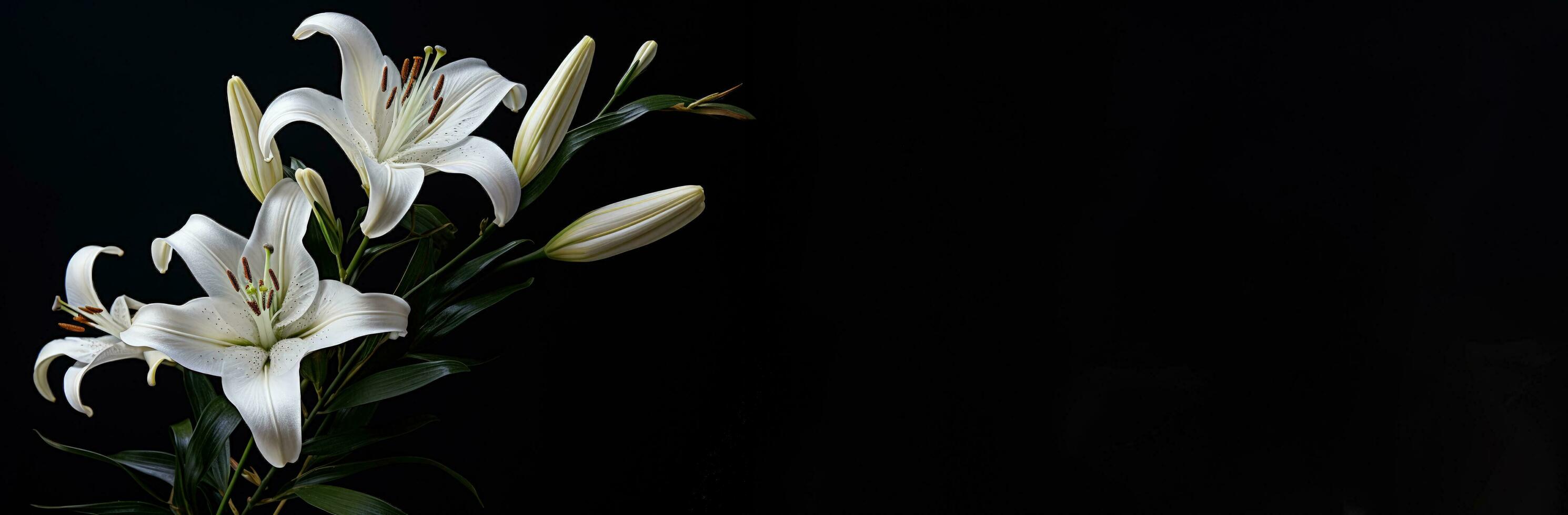 Funeral lily on dark vackground with copy photo