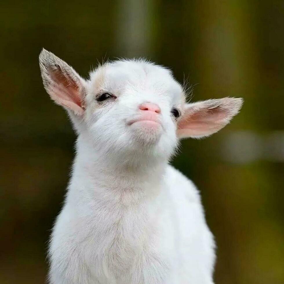 linda niño, leal mascota adorable blanco compañero en amoroso bond.cariñoso blanco mascota retrato exhibiendo adorable peludo mamífero. amistad y amor en mostrar. foto