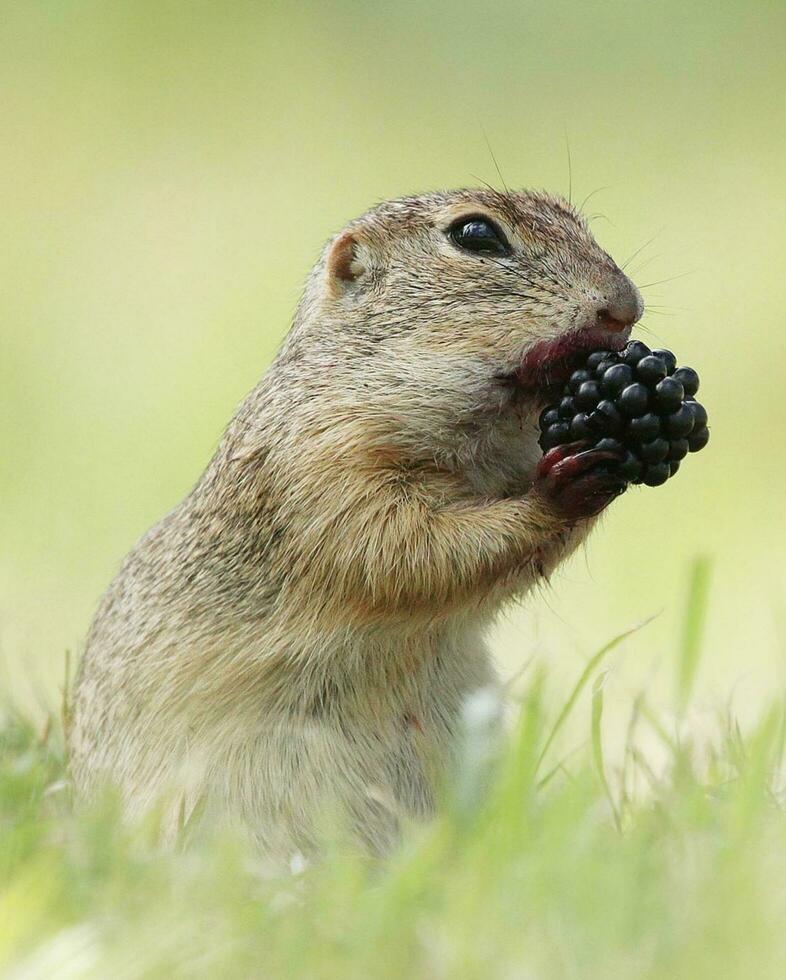 ardilla come bayas, juguetón ardilla reunión bellotas en naturaleza peludo ardilla alimentándose para un nuez en naturaleza. foto