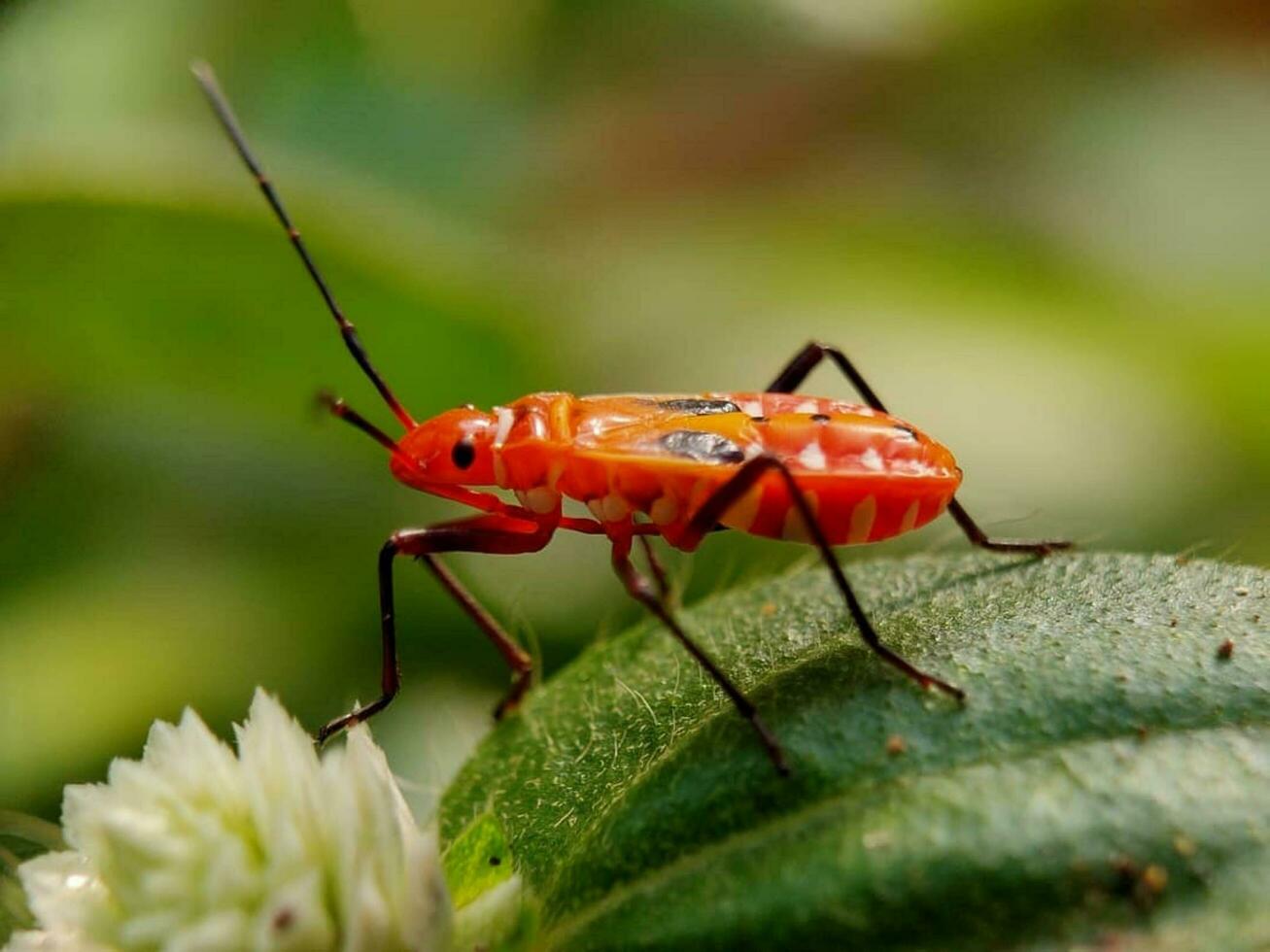 Closeup of a Leaf and Bug in Selective Focus Bug on leaf, close-up, wildlife theme. No people, selective focus. photo
