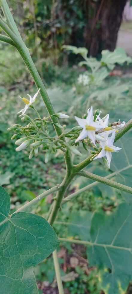 a plant with white flowers in the middle of a green field photo