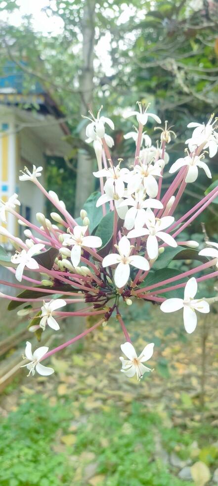 a plant with flowers and leaves in the grass photo