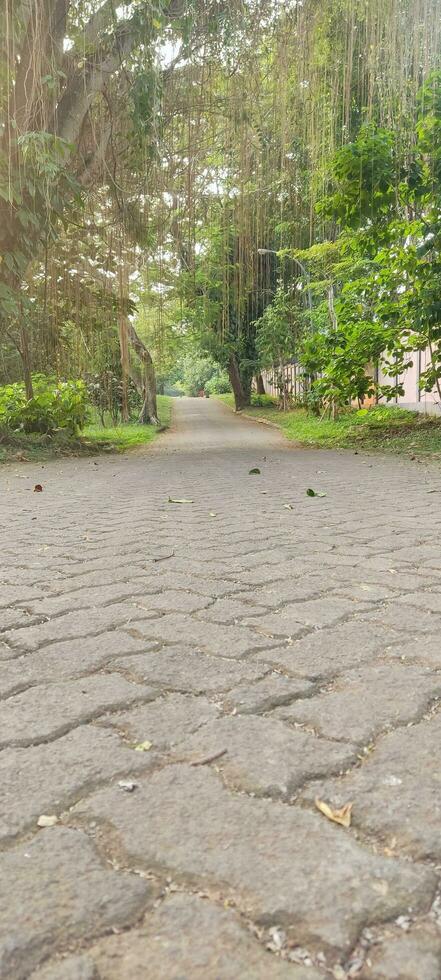 very quiet street on the edge of the forest photo