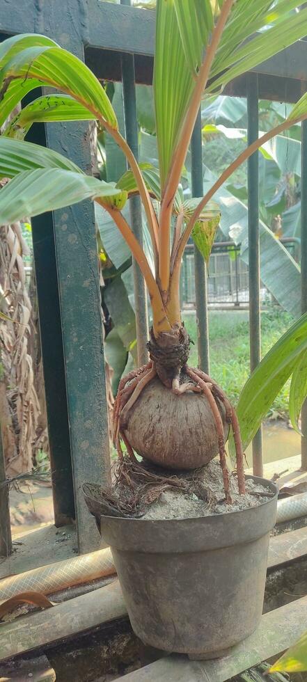 a plant with a large root in a pot photo