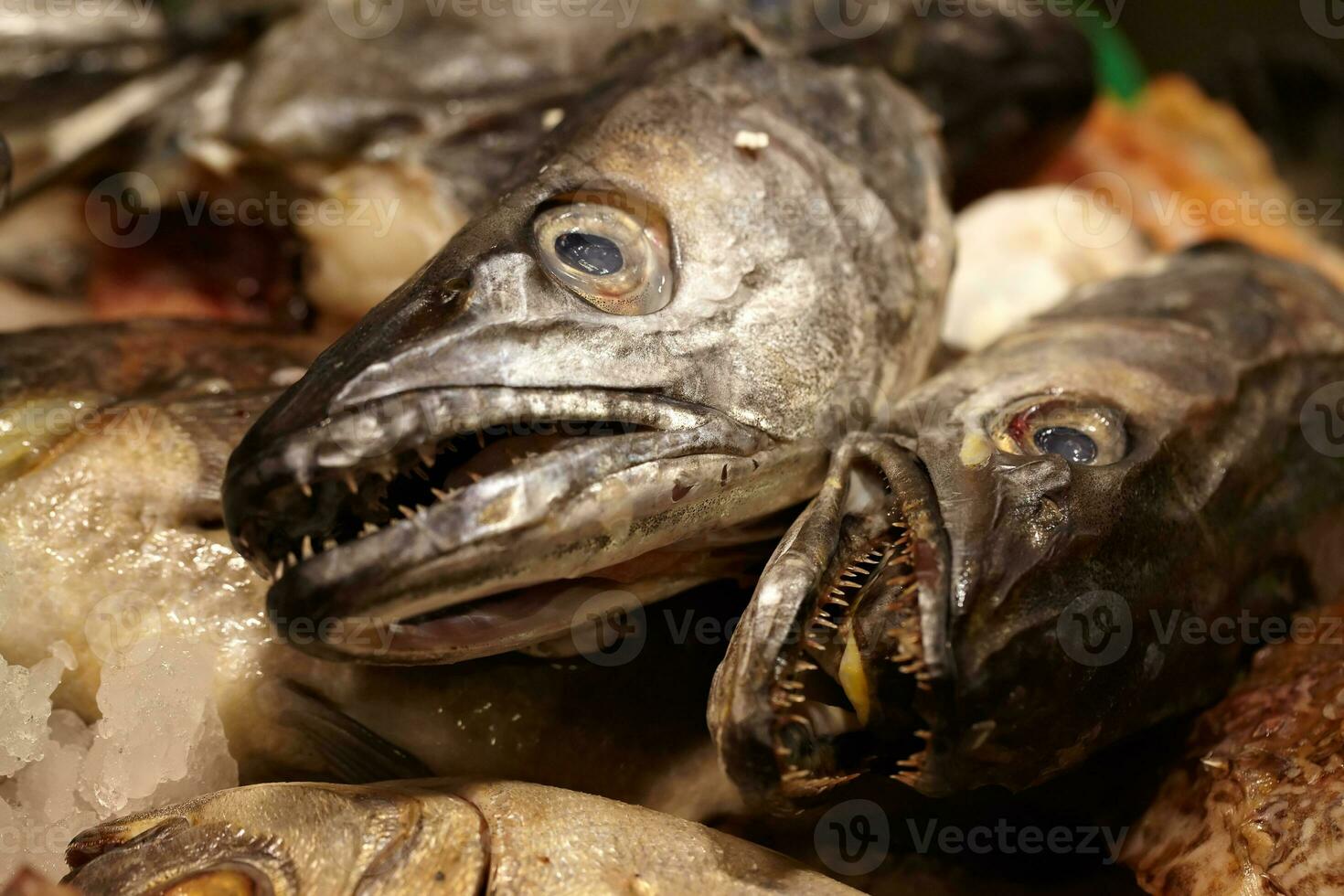 mar alimento. pescado cabezas foto