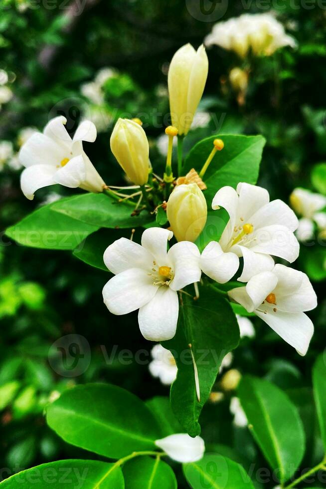 Blooming white flowers with branches with blurred background. photo