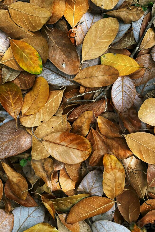 Colorful autumn fallen leaves on brown forest soil background photo