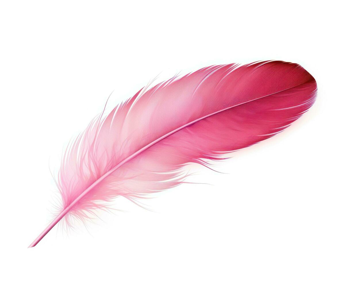 Pink feather isolated photo