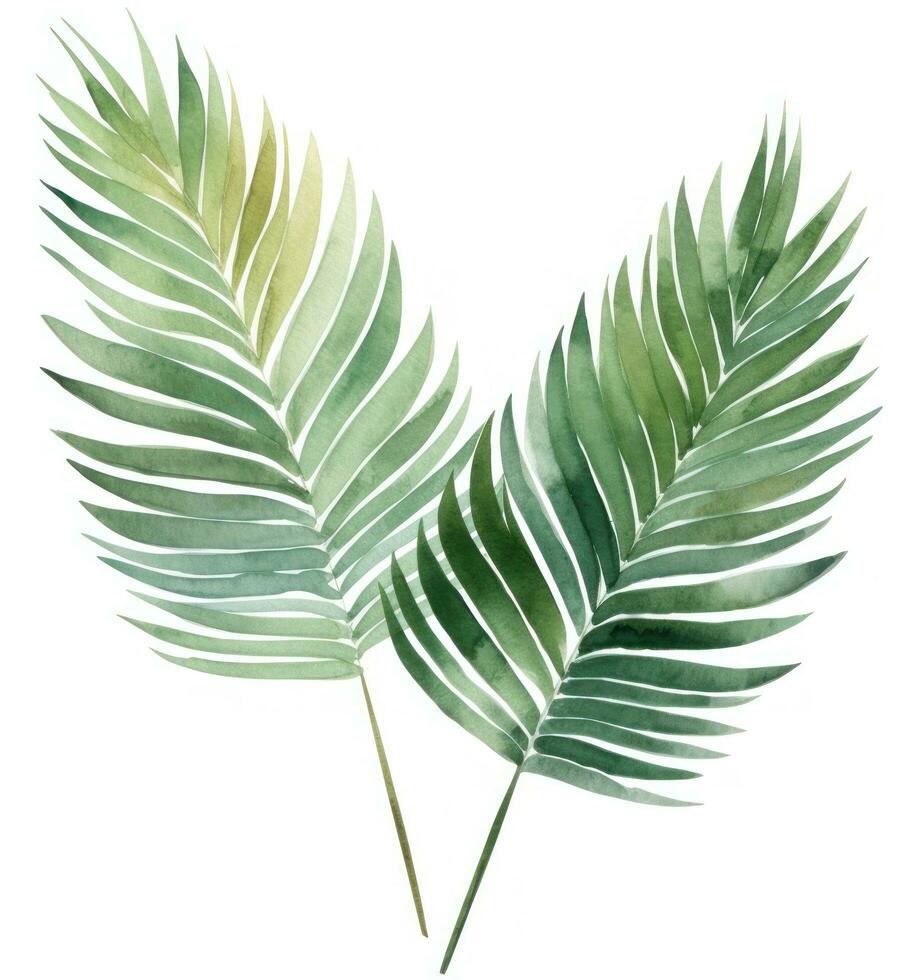 Green watercolor palm leaf isolated photo