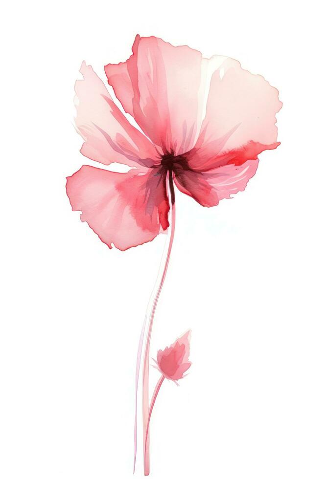 Watercolor red poppy flower isolated photo