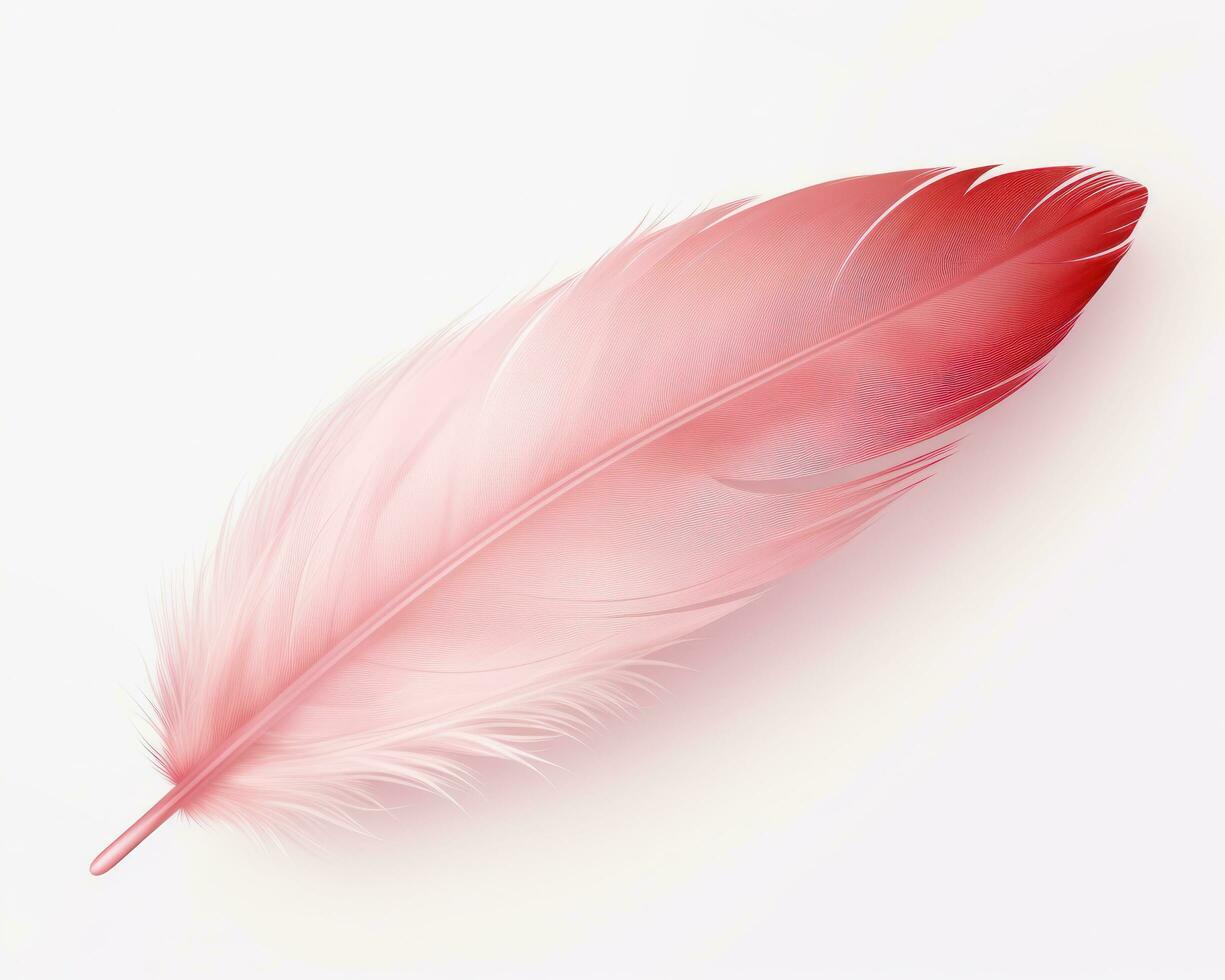 Pink feather isolated photo
