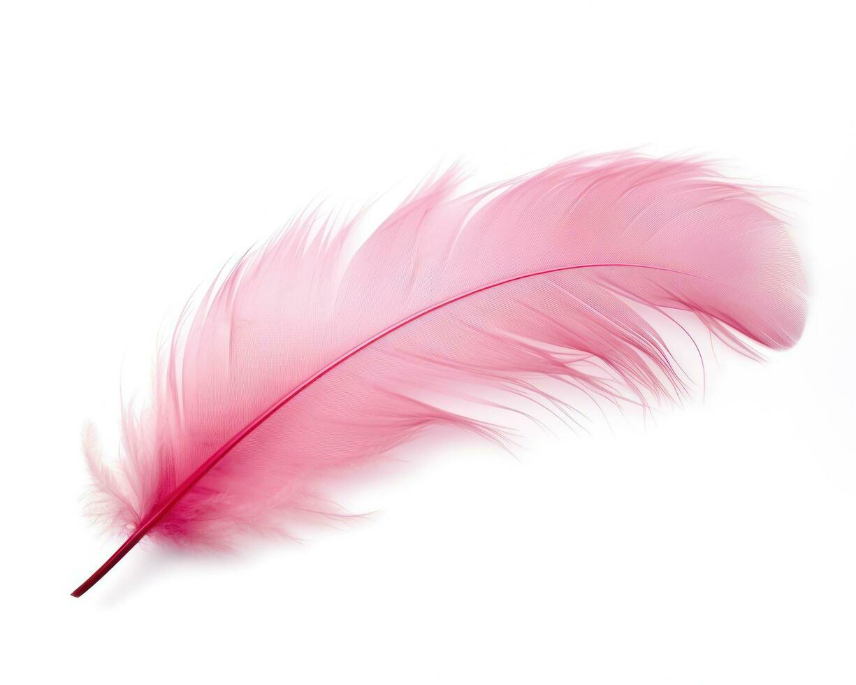 Pink feather isolated photo