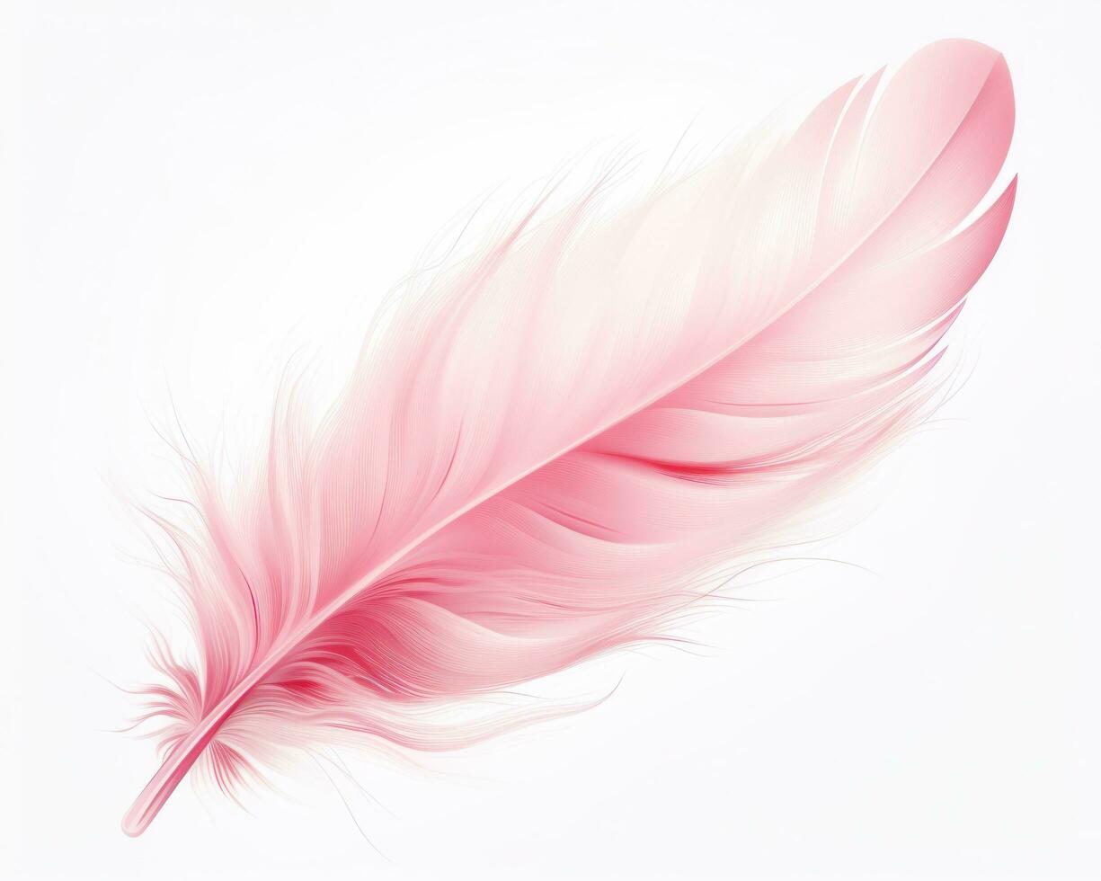 Pink feather isolated photo
