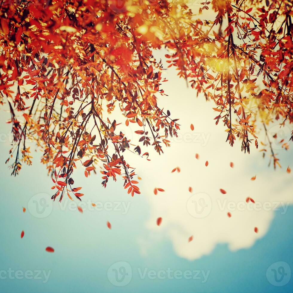 Beautiful vintage autumn background photo