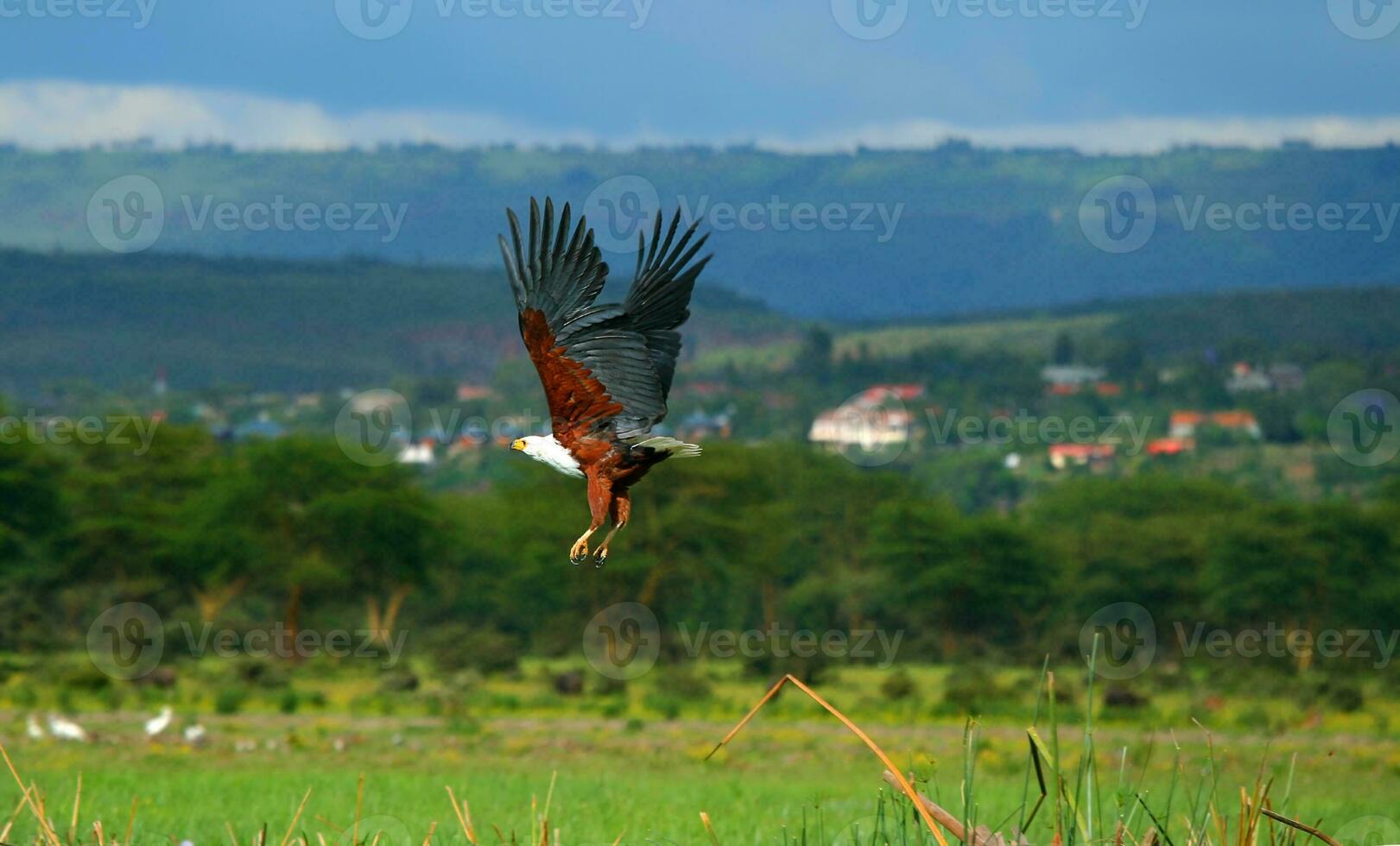 African fish eagle flying photo