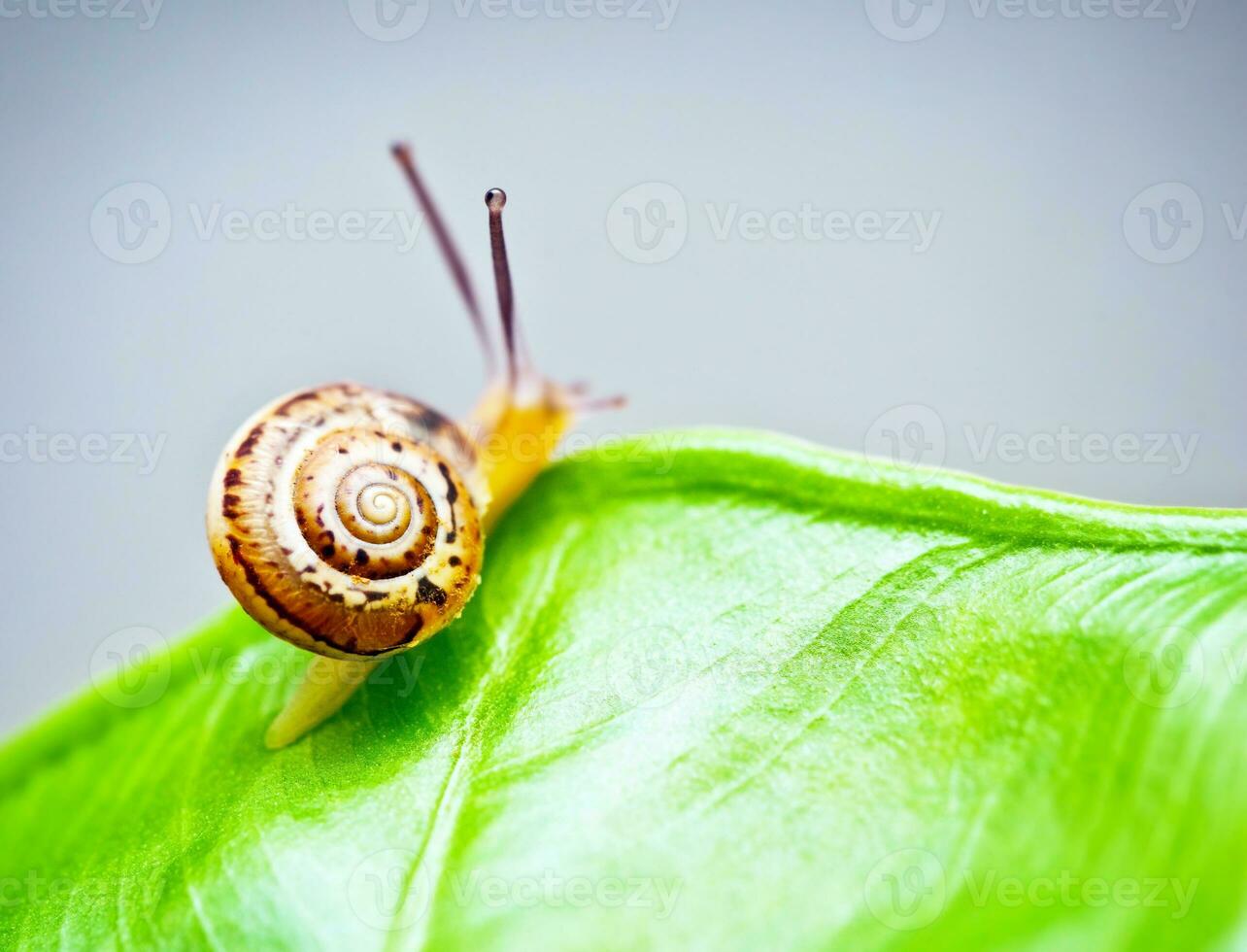 Little snail on green leaf photo