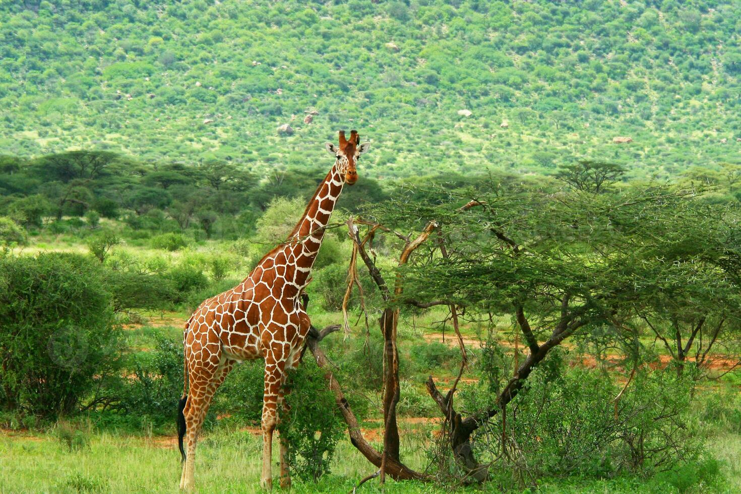 Giraffe in the wild photo