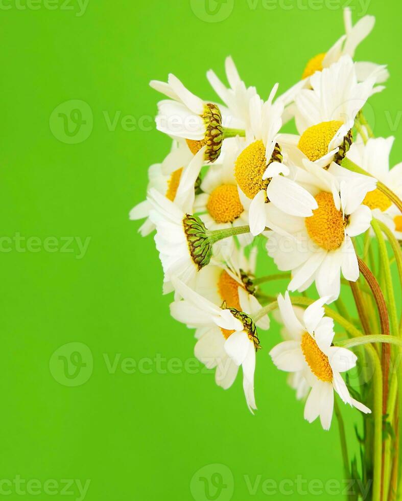 Fresh daisy flowers photo