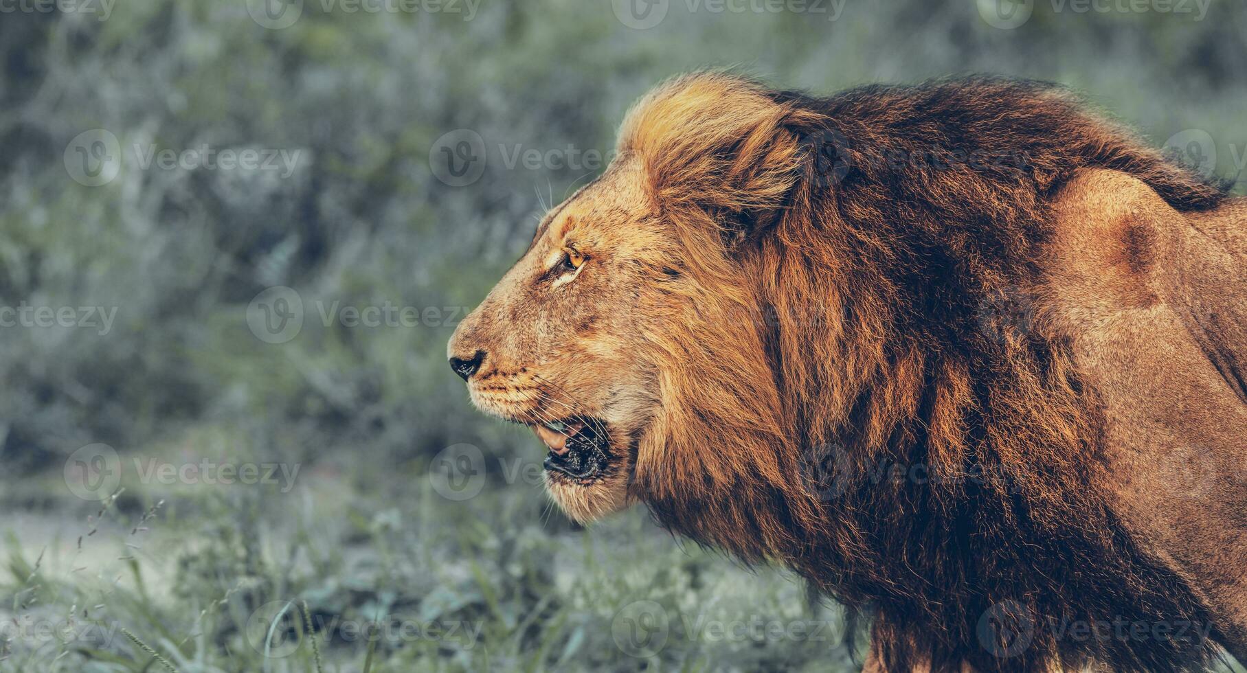 enojado león retrato foto