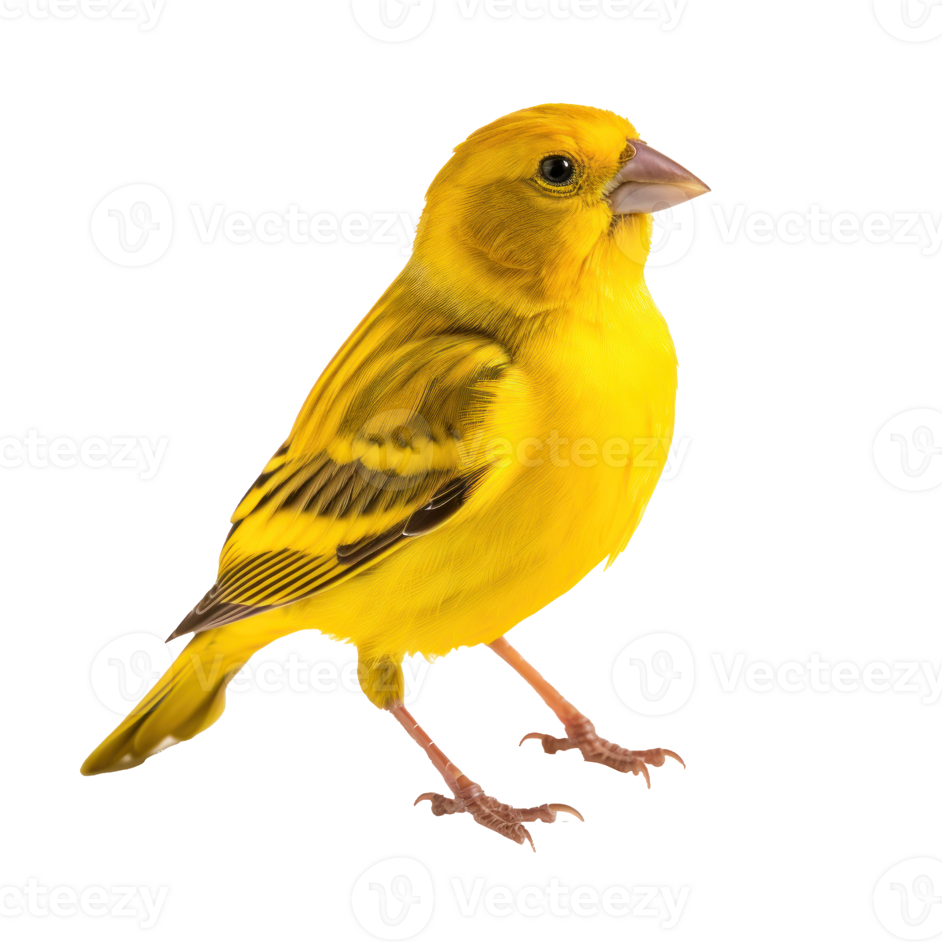 Yellow canary bird isolated 27849884 PNG