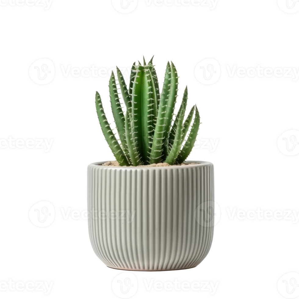 Small plant in pot succulents or cactus isolated png