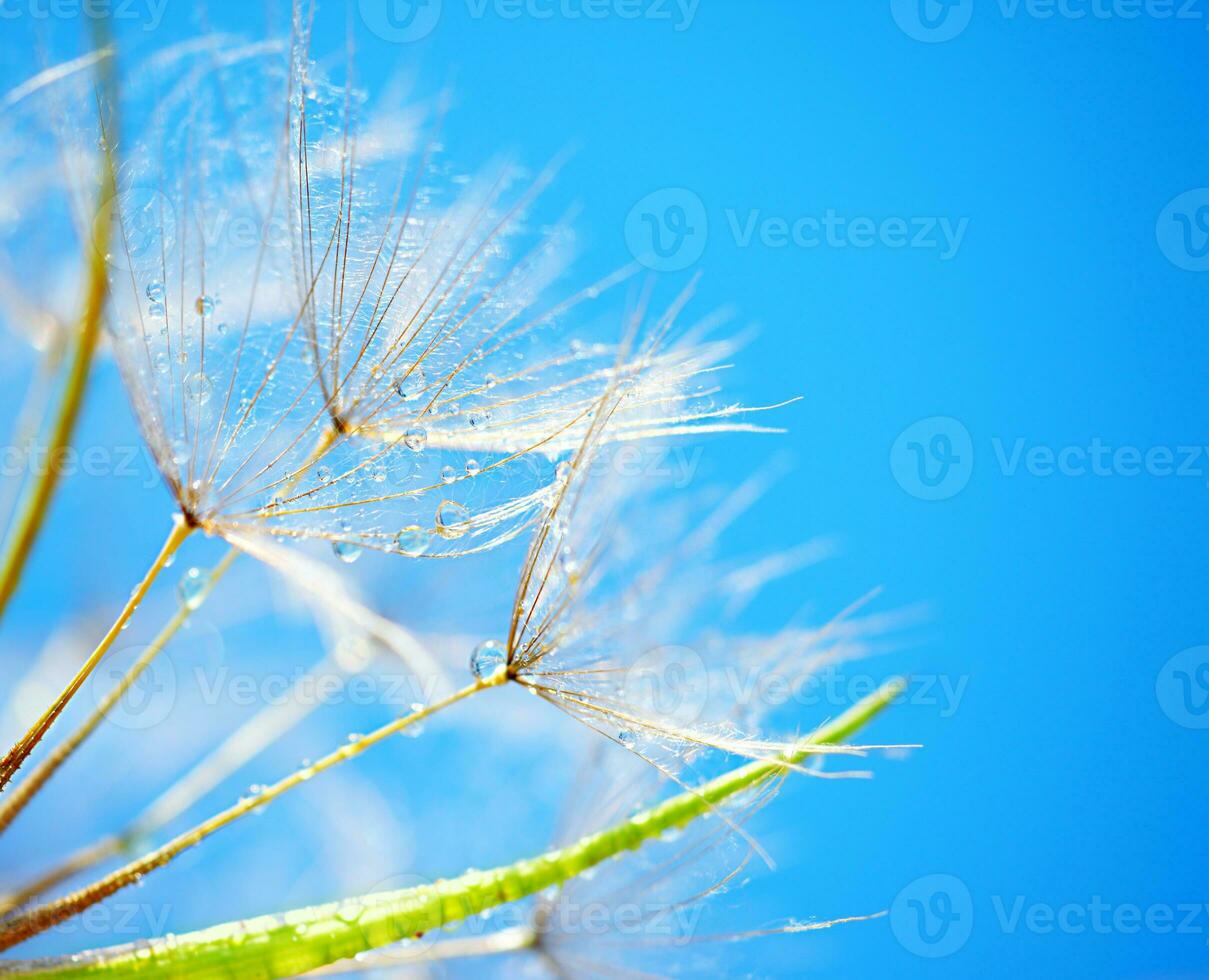 suave diente de león flores foto