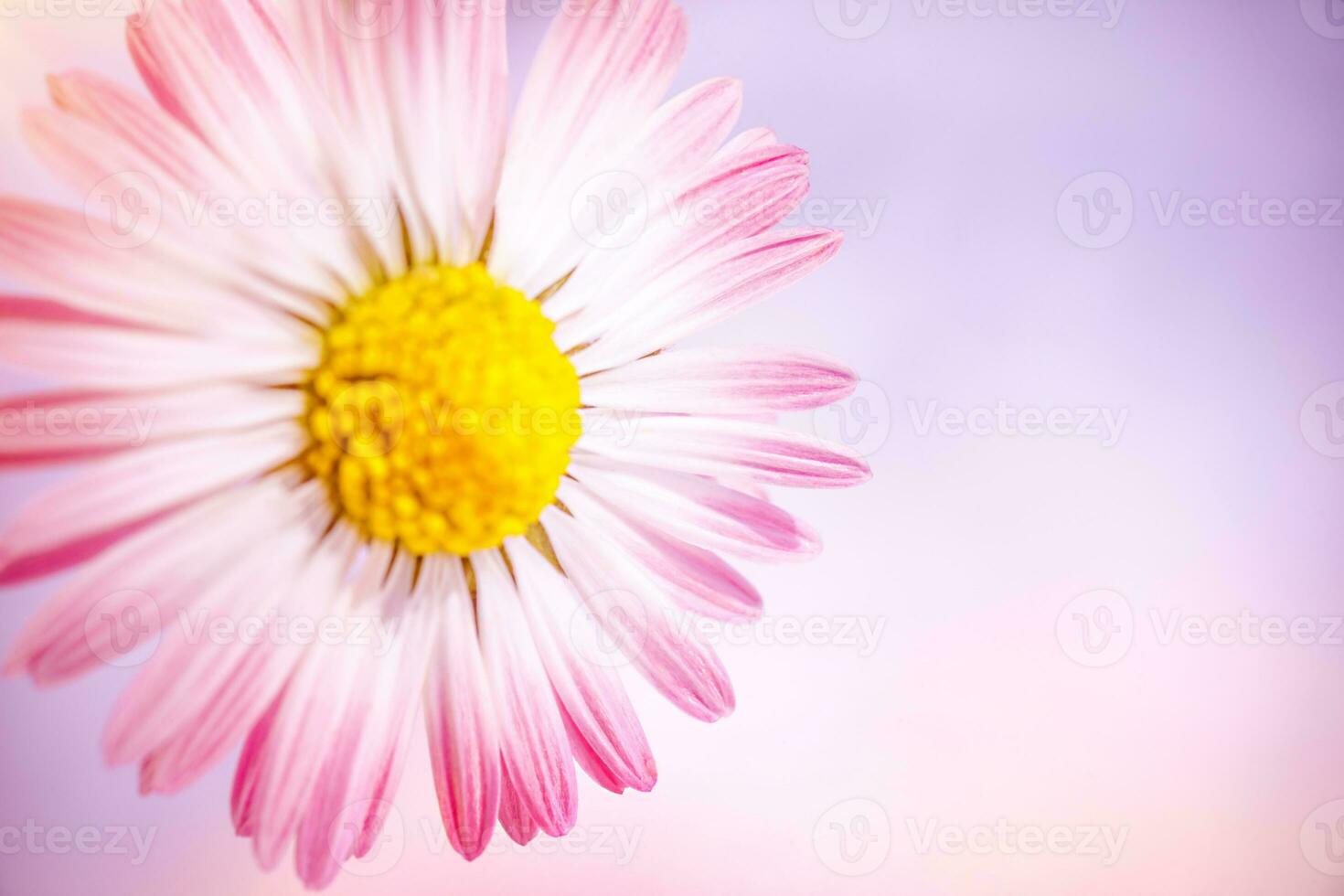 Beautiful pink deisy photo
