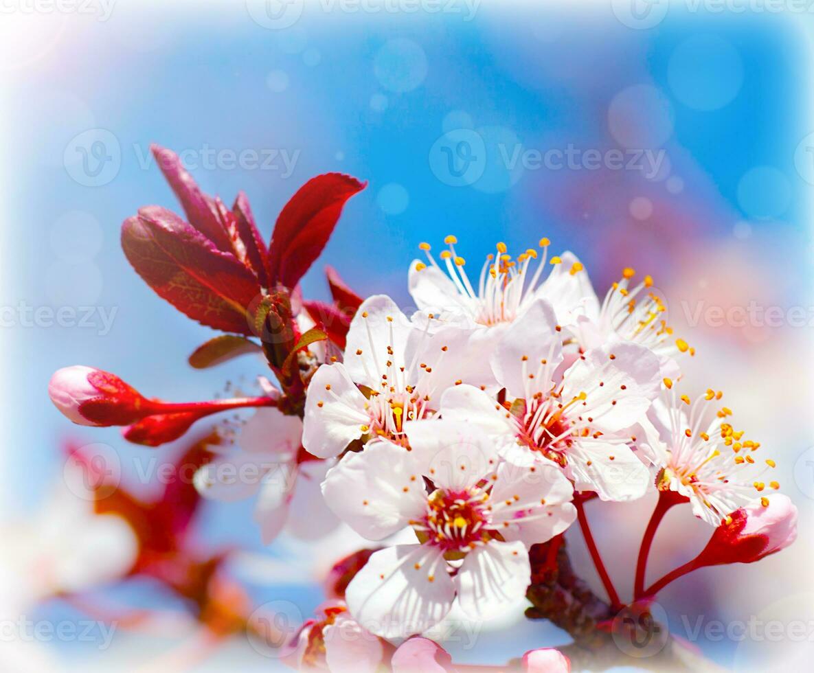 Blooming tree at spring photo