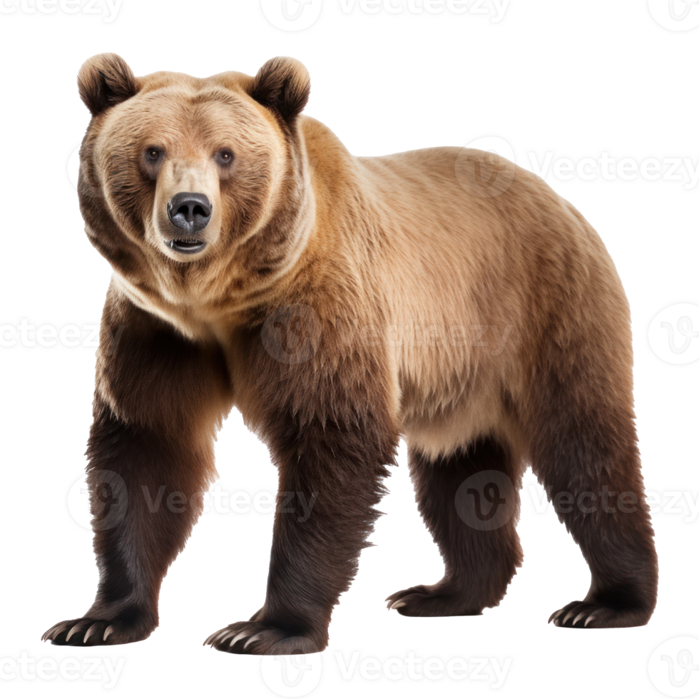 brown bear isolated png