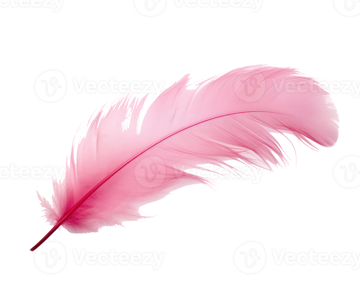 Pink feather isolated png