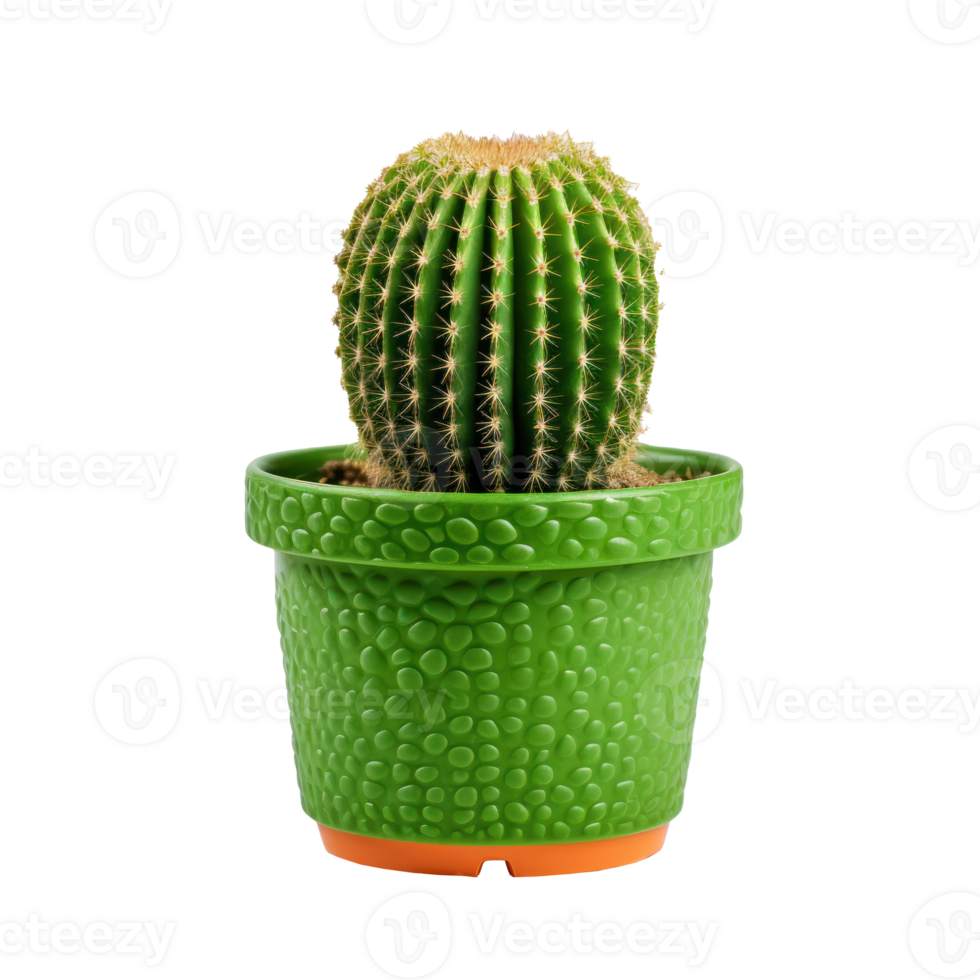 Small plant in pot succulents or cactus isolated 27851356 PNG