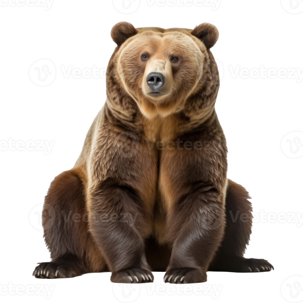 brown bear isolated png