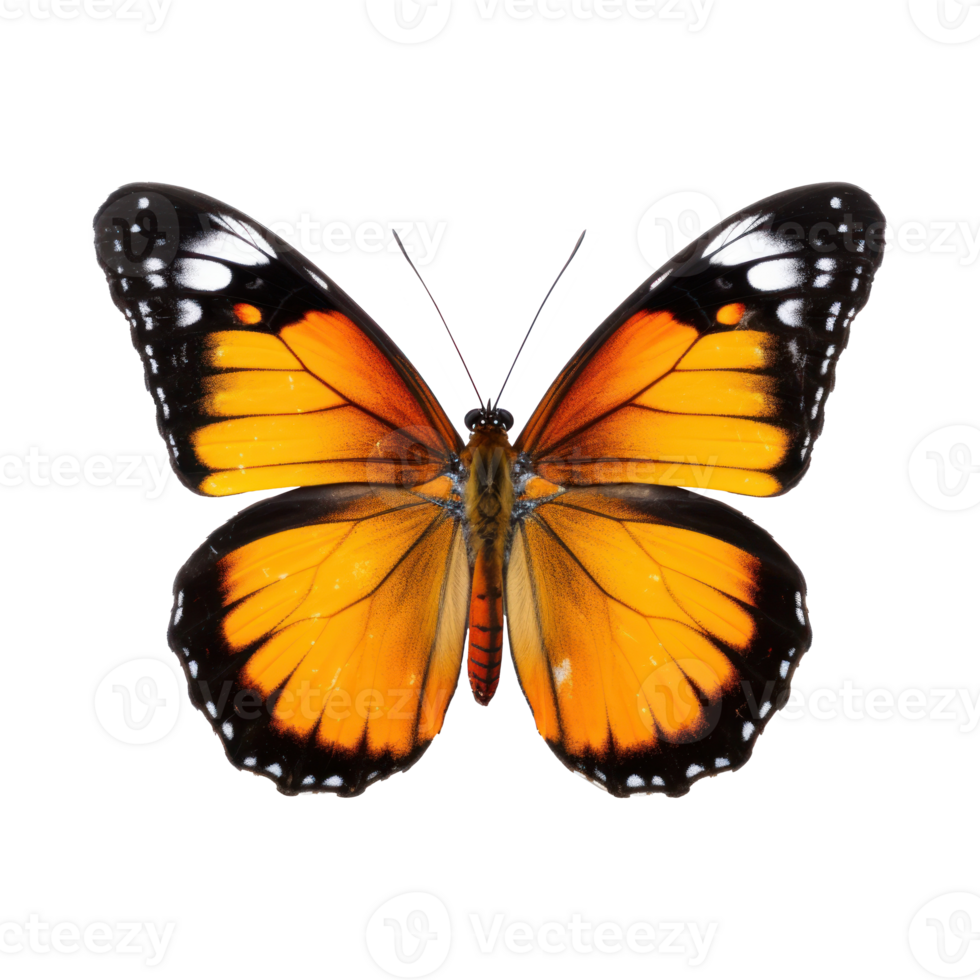 Beautiful butterfly isolated png