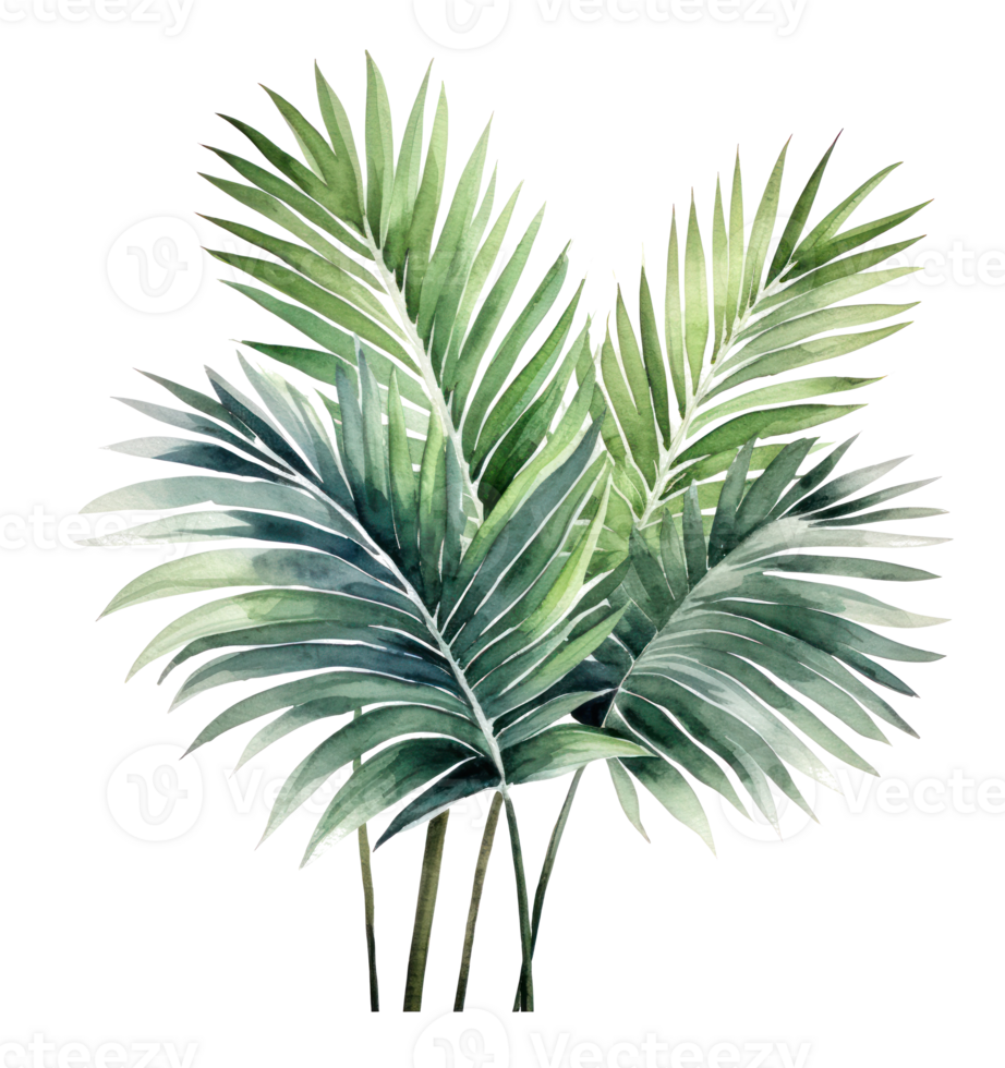 Green watercolor palm leaf isolated png