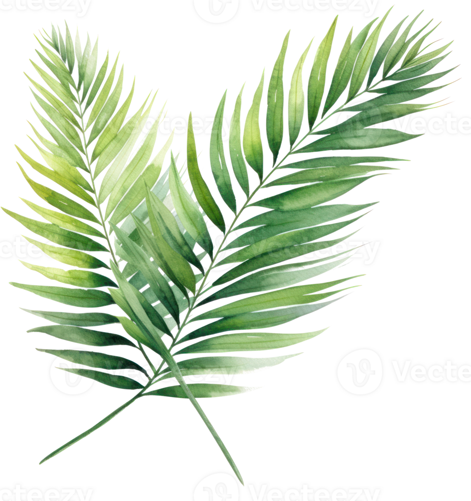 Green watercolor palm leaf isolated png