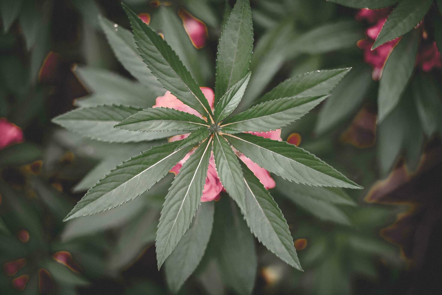 tree tops with pink flowers on the sides photo