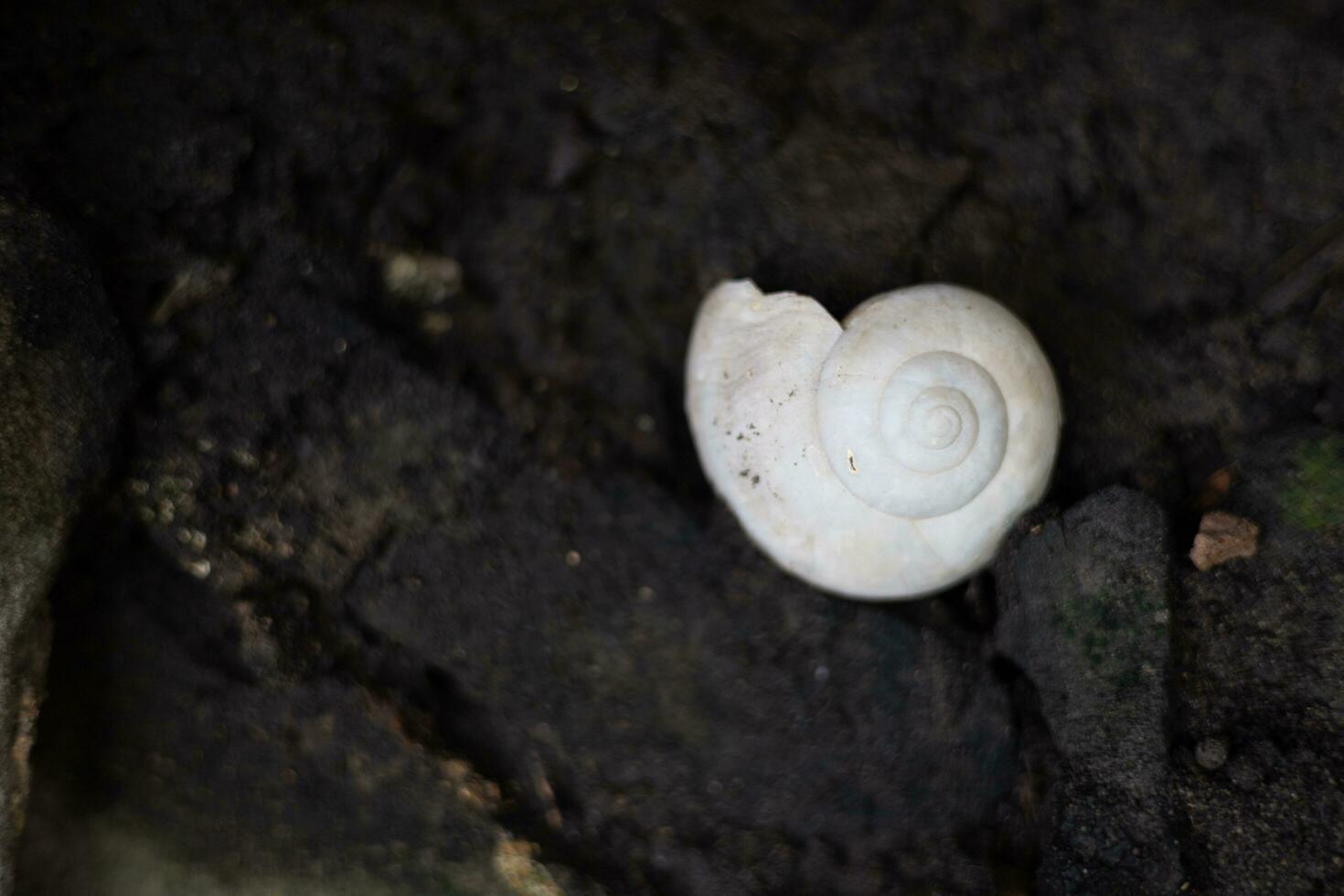 A white clam laying on the ground photo