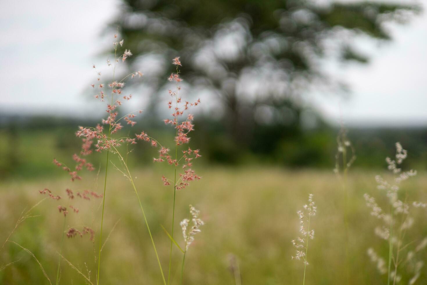 Blurred close-up flower of grass in the middle of a meadow against a background of trees and sky. photo