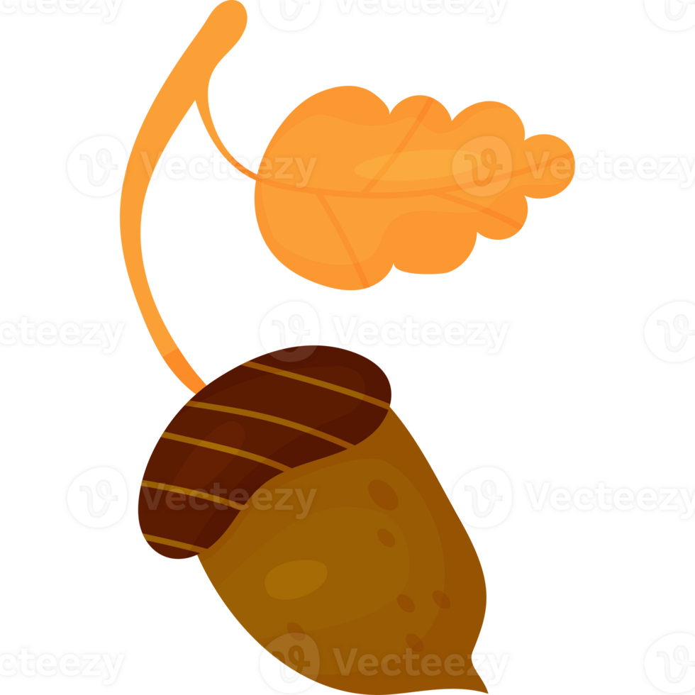 acorn with leaf png