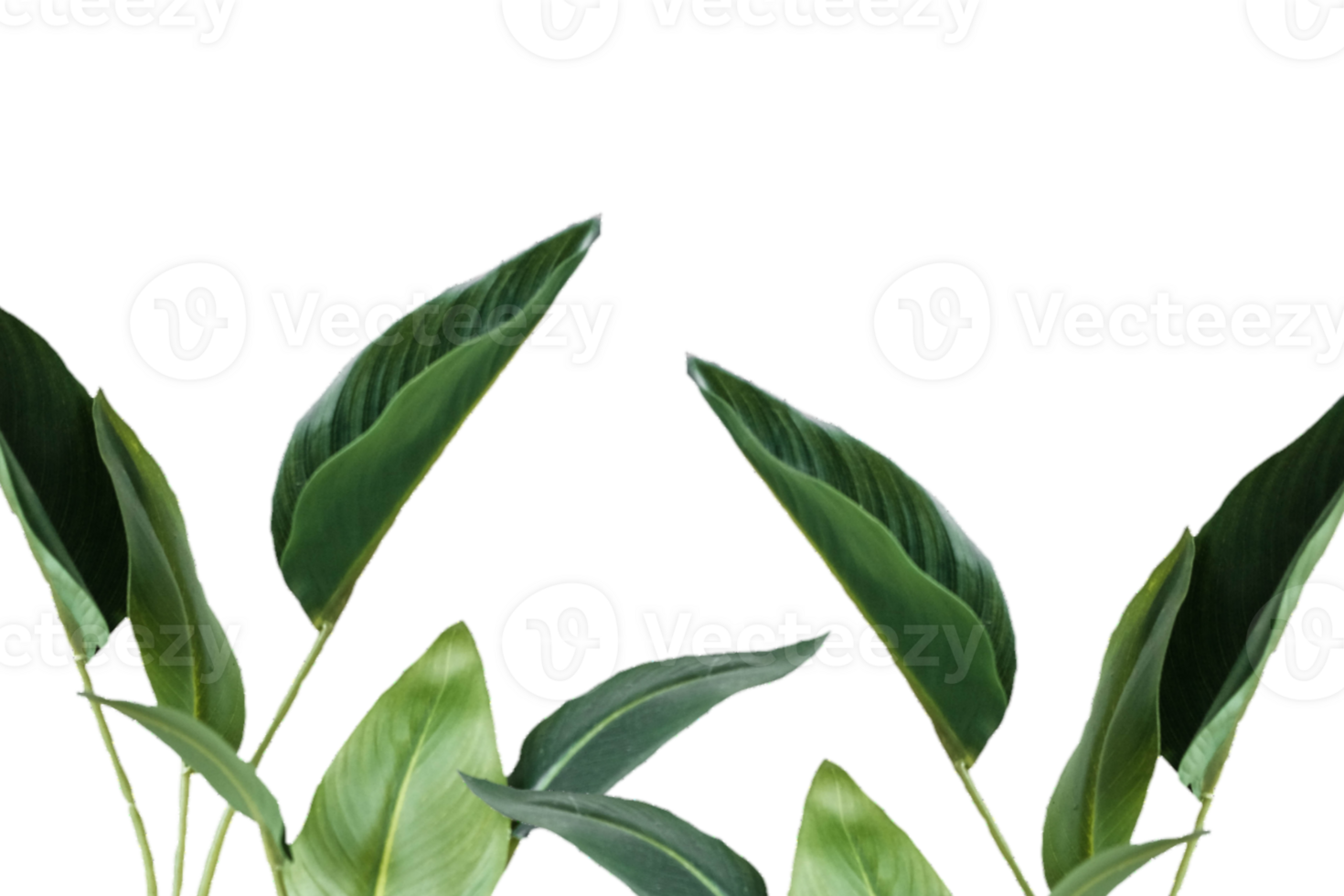 Leaf png download transparent background download