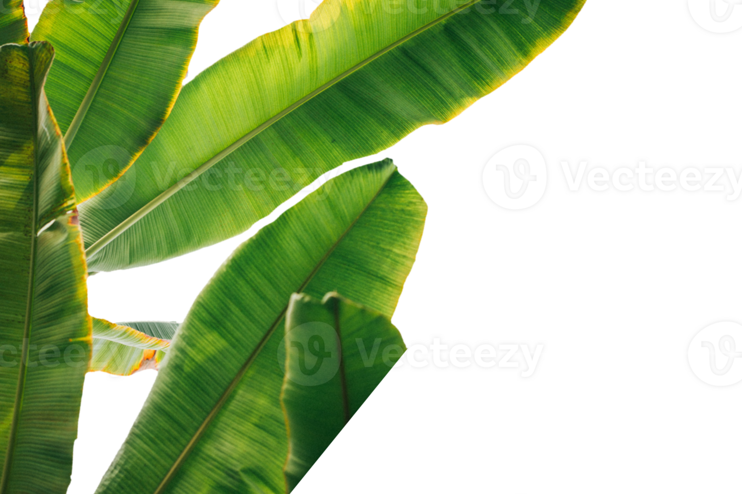 Leaf png download transparent background download