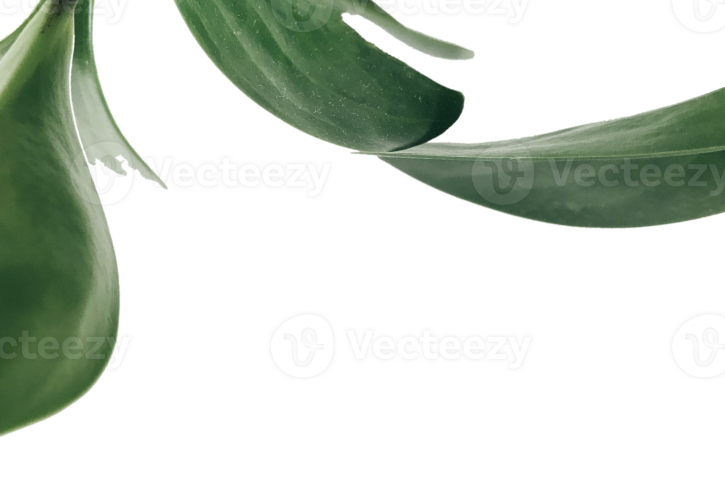 Leaf png download transparent background download