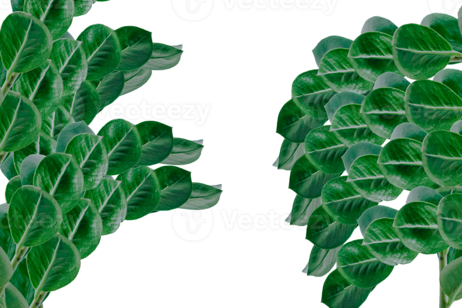Leaf png download transparent background download