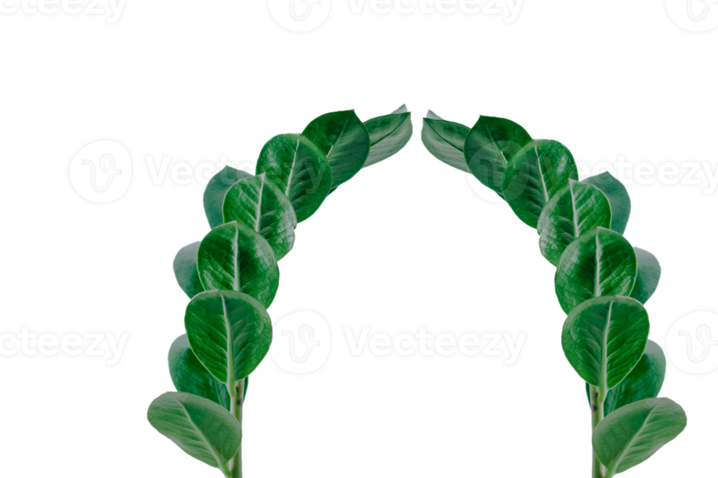 Leaf png download transparent background download