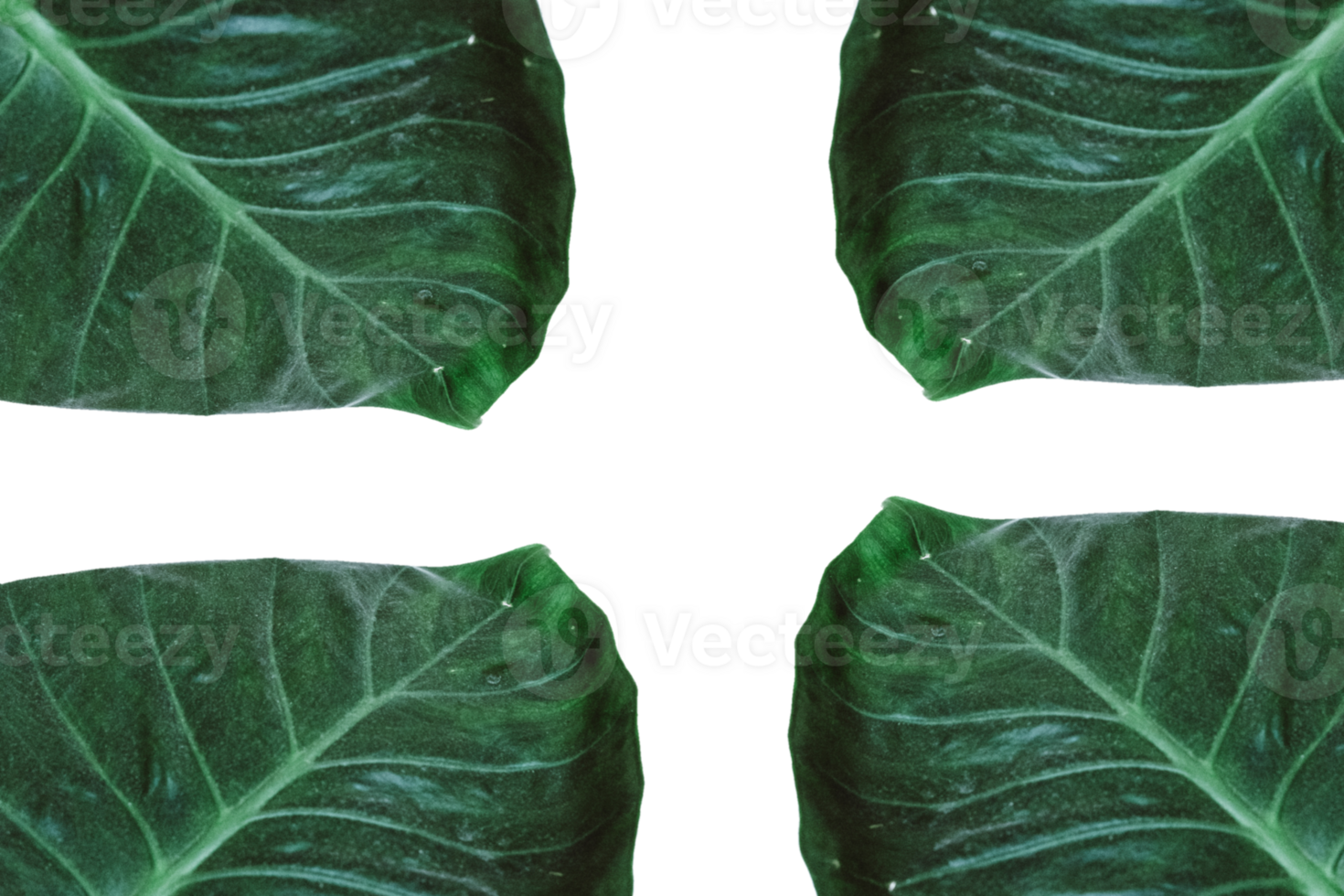 Leaf png download transparent background download
