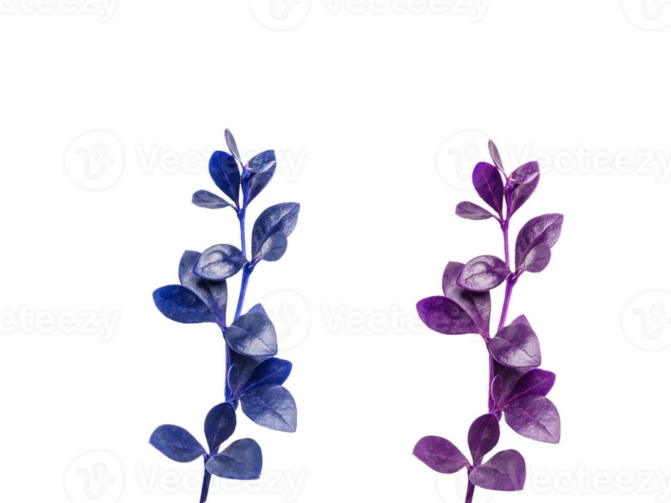 flower png download in hd