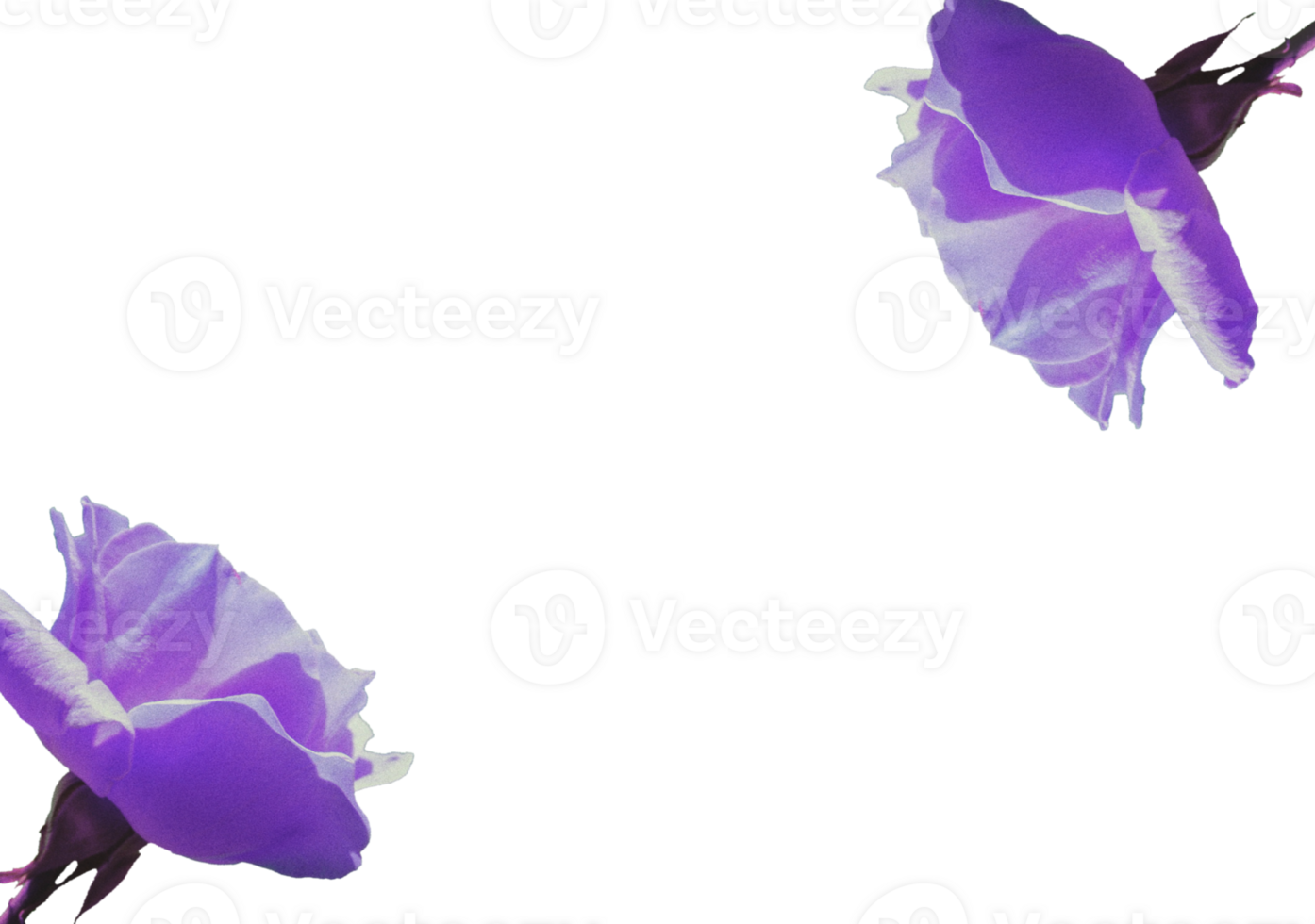 flower png download in hd