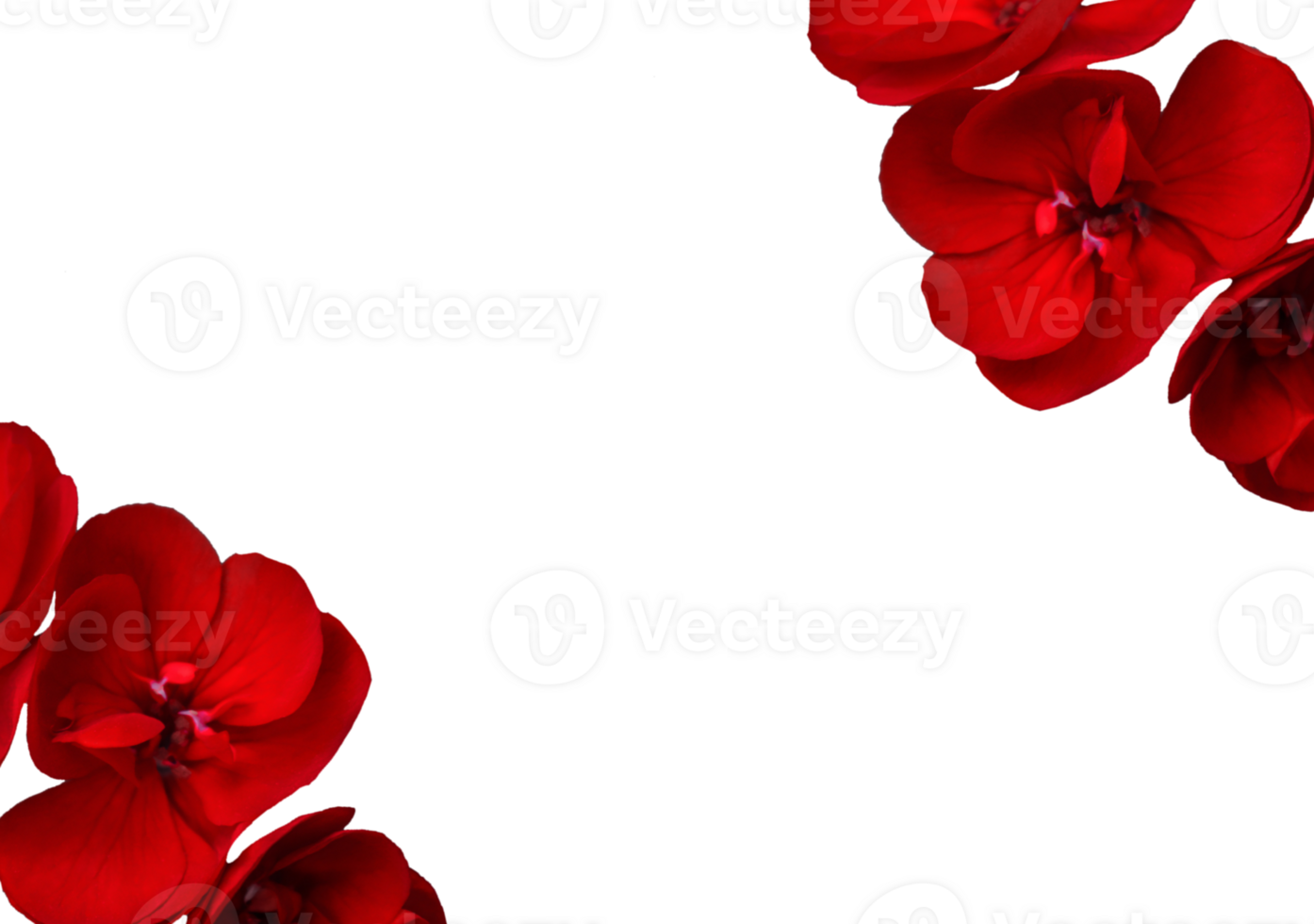 flower png download in hd