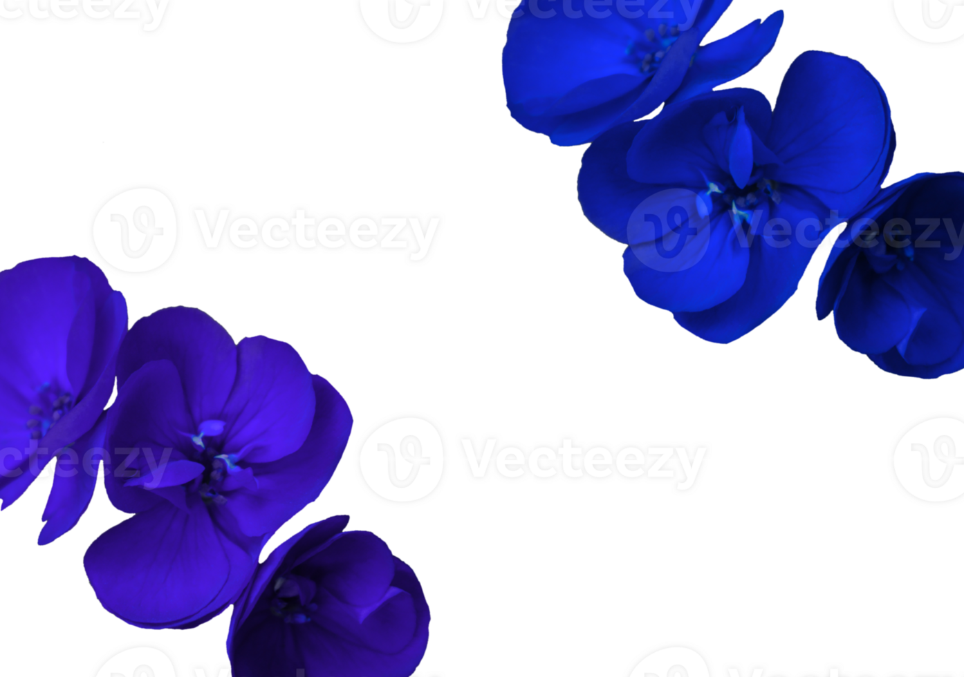 flower png download in hd